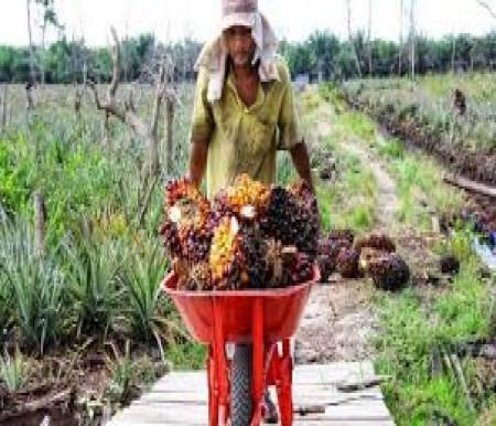 Ilustrasi harga TbS kelapa sawit kemitraan swadaya di Riau turun (foto/int)